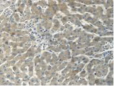 Immunohistochemistry (Formalin/PFA-fixed paraffin-embedded sections) - Anti-Myh14 antibody (AB232897)
