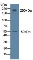 Western blot - Anti-Myh14 antibody (AB232897)