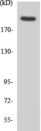 Western blot - Anti-MYH15 antibody (AB138077)