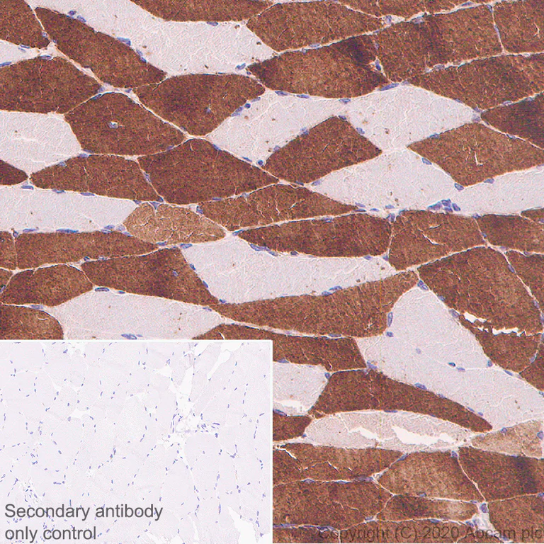 Immunohistochemistry (Formalin/PFA-fixed paraffin-embedded sections) - Anti-MYH2 antibody [A4.74] - BSA and Azide free (AB264037)