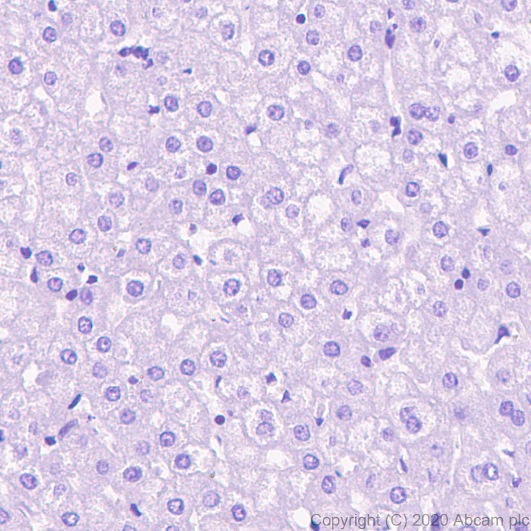 Immunohistochemistry (Formalin/PFA-fixed paraffin-embedded sections) - Anti-MYH2 antibody [A4.74] - BSA and Azide free (AB264037)