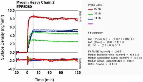 OI-RD Scanning - Anti-MYH2 antibody [EPR5280] - BSA and Azide free (AB248064), expandable thumbnail