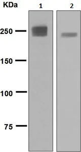 Western blot - Anti-MYH2 antibody [EPR5280] - BSA and Azide free (AB248064)
