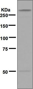 Western blot - Anti-MYH2 antibody [EPR5280] - BSA and Azide free (AB248064), expandable thumbnail