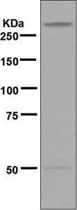 Western blot - Anti-MYH2 antibody [EPR5280] - BSA and Azide free (AB248064)
