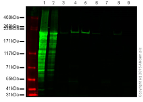 Western blot - Anti-MYH6 antibody [3-48 G5C7] (AB207926), expandable thumbnail