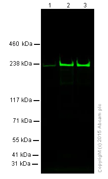 Western blot - Anti-MYH6 + Slow Skeletal Myosin Heavy chain antibody [EPR10891(2)] - BSA and Azide free (AB250868)