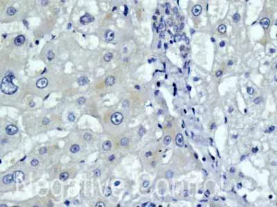 Immunohistochemistry (Formalin/PFA-fixed paraffin-embedded sections) - Anti-MYH7B antibody [EPR12290] (AB172967)