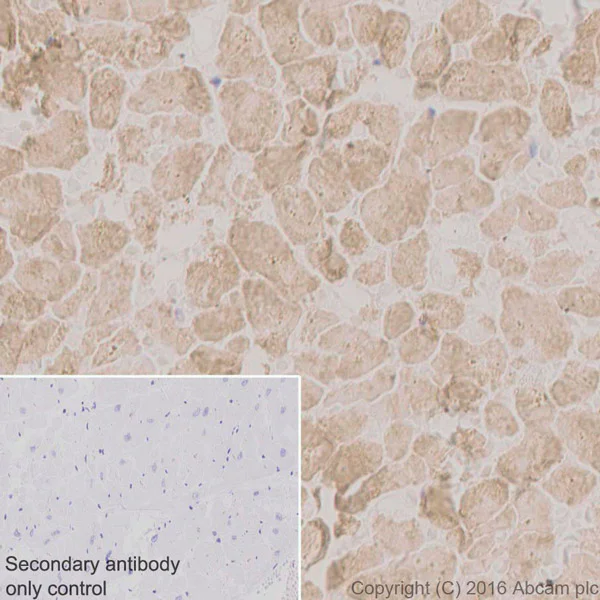 Immunohistochemistry (Formalin/PFA-fixed paraffin-embedded sections) - Anti-MYH7B antibody [EPR12290] (AB172967)
