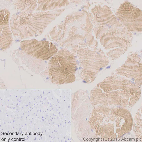 Immunohistochemistry (Formalin/PFA-fixed paraffin-embedded sections) - Anti-MYH7B antibody [EPR12290] (AB172967)