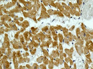 Immunohistochemistry (Formalin/PFA-fixed paraffin-embedded sections) - Anti-MYH7B antibody [EPR12290] - BSA and Azide free (AB240173)