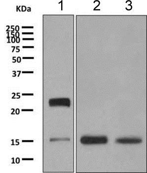 Western blot - Anti-MYL1 antibody [EPR9934(B)] - BSA and Azide free (AB249061), expandable thumbnail