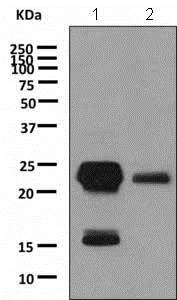Western blot - Anti-MYL1 antibody [EPR9935] - BSA and Azide free (AB249058)