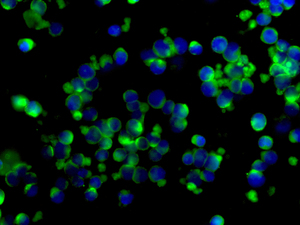 Immunocytochemistry/ Immunofluorescence - Anti-MYL12B antibody [EPR9331] (AB137063)
