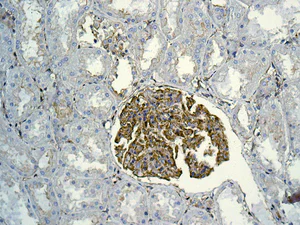 Immunohistochemistry (Formalin/PFA-fixed paraffin-embedded sections) - Anti-MYL12B antibody [EPR9331] (AB137063)