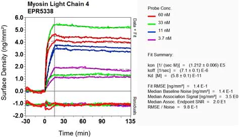 OI-RD Scanning - Anti-MYL4 antibody [EPR5338] (AB108513)