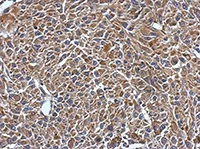 Immunohistochemistry (Formalin/PFA-fixed paraffin-embedded sections) - Anti-MYL7 antibody (AB127001)