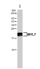 Western blot - Anti-MYL7 antibody (AB127001)