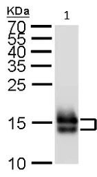 Western blot - Anti-MYL7 antibody (AB209850)