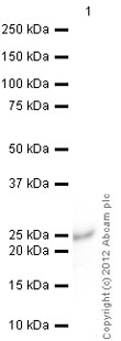 Western blot - Anti-MYL9 antibody (AB64161), expandable thumbnail