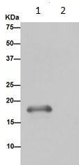 Immunoprecipitation - Anti-MYL9 antibody [EPR13012(2)] - BSA and Azide free (AB236126)