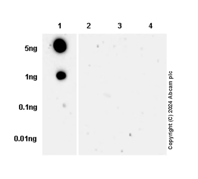 Dot Blot - Anti-MYL9 (pS20) + MYL12A (pS19) + MYL12B (pS20) antibody [EPR27203-65] - BSA and Azide free (AB316751)