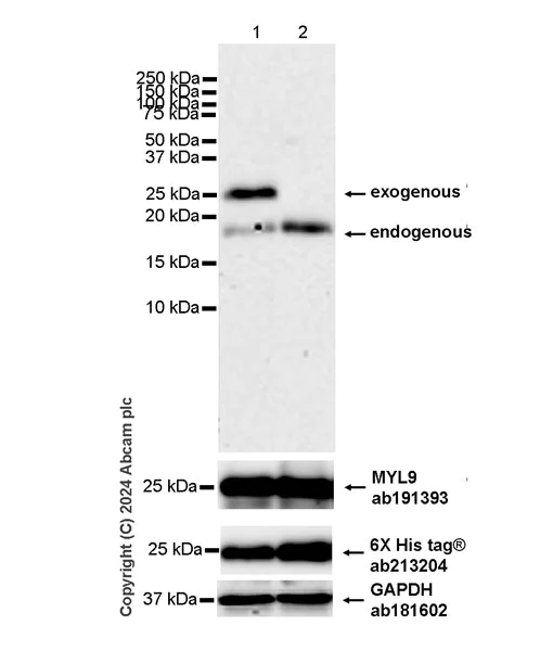 Western blot - Anti-MYL9 (pS20) + MYL12A (pS19) + MYL12B (pS20) antibody [EPR27203-65] - BSA and Azide free (AB316751)