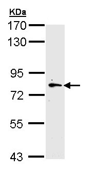 Western blot - Anti-MYLK2 antibody (AB155506)