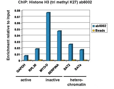 ChIP - Myo-D positive control ChIP primer pair (AB269261)