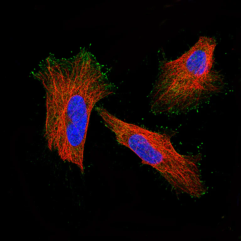 Immunocytochemistry/ Immunofluorescence - Anti-MYO10 antibody (AB224120)