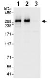 Immunoprecipitation - Anti-MYO18A antibody (AB81690)