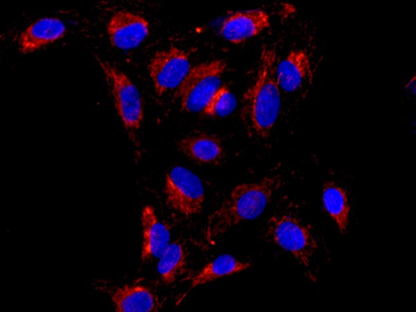 Immunocytochemistry/ Immunofluorescence - Anti-MYO19 antibody [EPR12551-13] (AB174286)