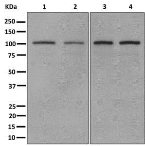 Western blot - Anti-MYO19 antibody [EPR12551-13] - BSA and Azide free (AB249795)
