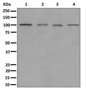 Western blot - Anti-MYO19 antibody [EPR12551-17] - BSA and Azide free (AB249789)