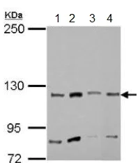 Western blot - Anti-MYO1A antibody (AB154518)