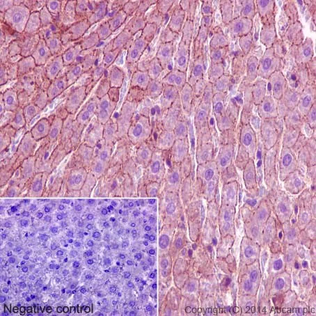 Immunohistochemistry (Formalin/PFA-fixed paraffin-embedded sections) - Anti-MYO1B antibody [EPR16223] (AB194356)