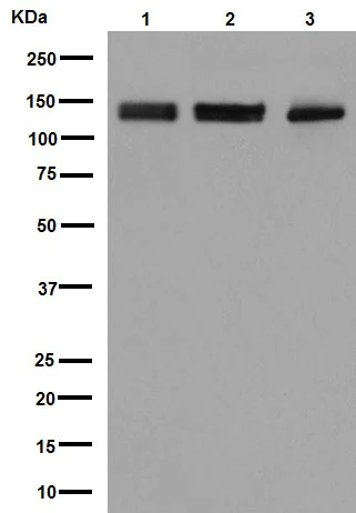Western blot - Anti-MYO1B antibody [EPR16223] (AB194356)
