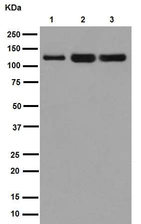 Western blot - Anti-MYO1B antibody [EPR16223] (AB194356)