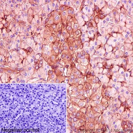 Immunohistochemistry (Formalin/PFA-fixed paraffin-embedded sections) - Anti-MYO1B antibody [EPR16223] - BSA and Azide free (AB240334)
