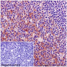 Anti-MYO1C antibody [EPR14771]