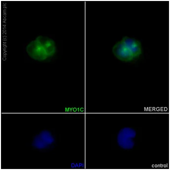 Immunocytochemistry/ Immunofluorescence - Anti-MYO1C antibody [EPR14771] - BSA and Azide free (AB251196)