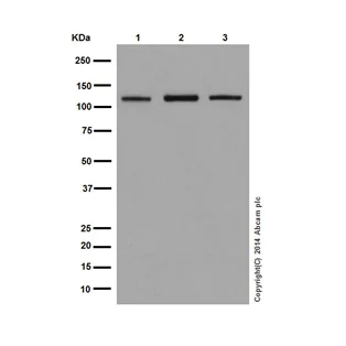 Western blot - Anti-MYO1C antibody [EPR14771] - BSA and Azide free (AB251196)