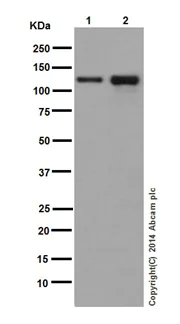 Western blot - Anti-MYO1C antibody [EPR14771] - BSA and Azide free (AB251196)