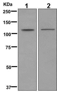 Western blot - Anti-MYO1F antibody [EPR11611] - BSA and Azide free (AB249487)