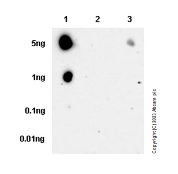 Dot Blot - Anti-MYO5B antibody [EPR28275-55] - BSA and Azide free (AB313796), expandable thumbnail