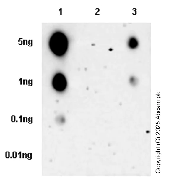 Dot Blot - Anti-MYO5B antibody [EPR28275-55] - BSA and Azide free (AB313796)