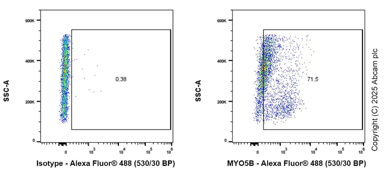 Flow Cytometry (Intracellular) - Anti-MYO5B antibody [EPR28275-55] - BSA and Azide free (AB313796)