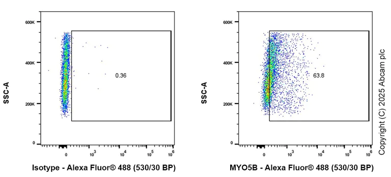 Flow Cytometry (Intracellular) - Anti-MYO5B antibody [EPR28275-55] - BSA and Azide free (AB313796)