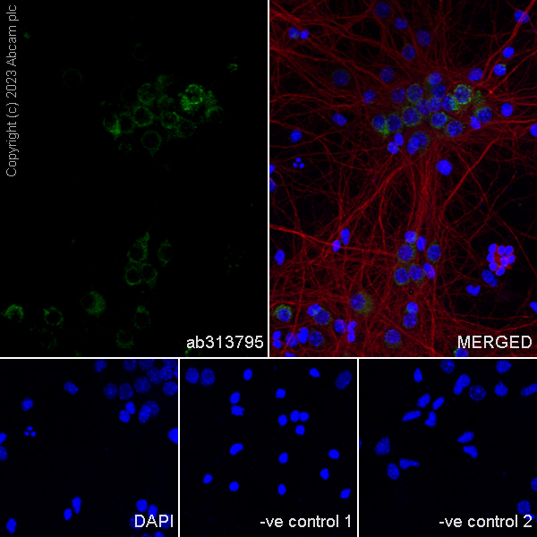 Immunocytochemistry/ Immunofluorescence - Anti-MYO5B antibody [EPR28275-55] - BSA and Azide free (AB313796), expandable thumbnail