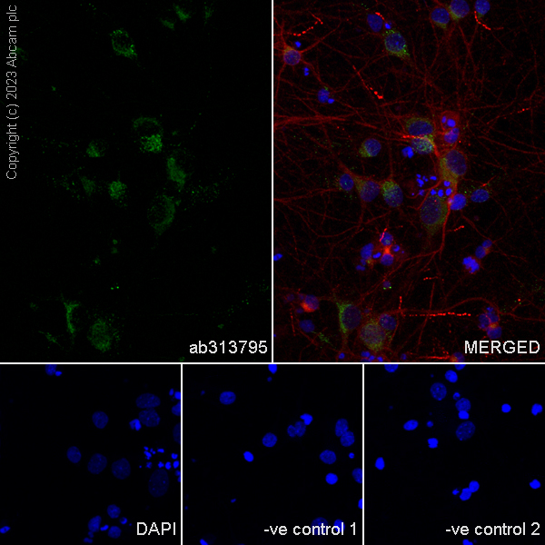 Immunocytochemistry/ Immunofluorescence - Anti-MYO5B antibody [EPR28275-55] - BSA and Azide free (AB313796), expandable thumbnail